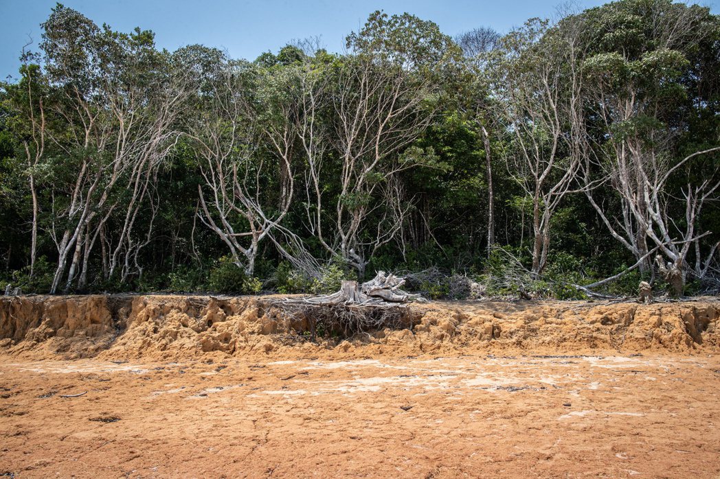 乾旱衝擊居民生計之外，數以億計的植物和動物都面臨死亡危機。圖為亞馬遜河一景，乾枯...