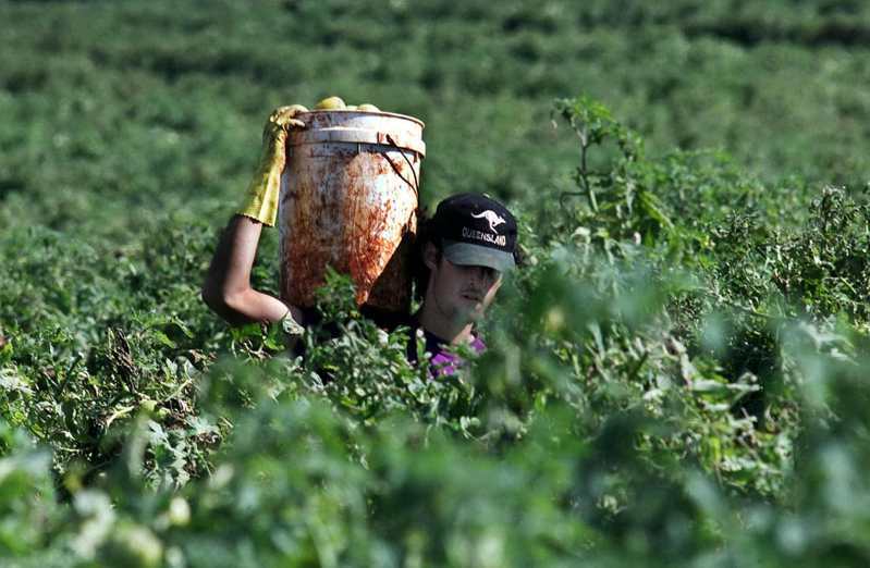 一名背包客在澳洲郊區的農場採收番茄。（示意圖，美聯社資料照）