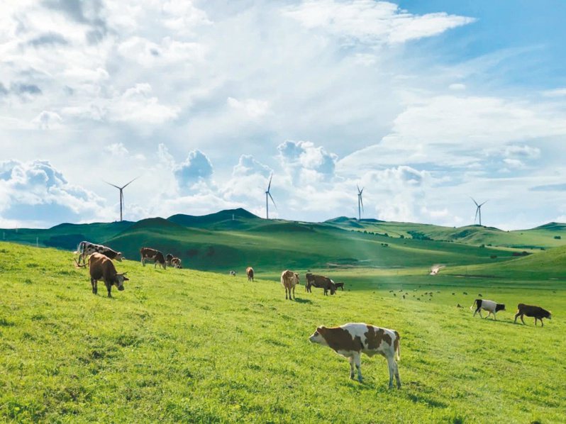 風吹草低見牛羊的興安盟300萬千瓦風電項目的現場。圖／本報四川德陽傳真