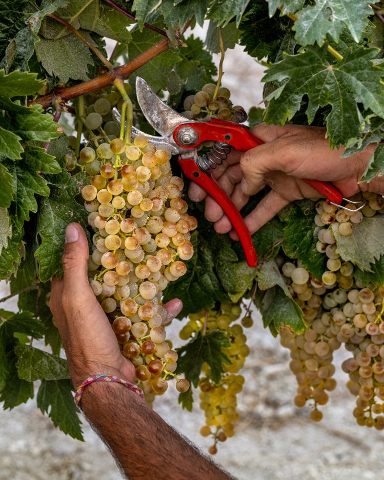 帕羅米諾白葡萄垂在葡萄藤枝葉下方，採收前要先把葡萄翻出來。圖／台灣愛丁頓提供