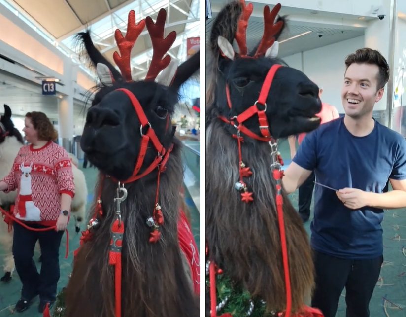 駱馬出現在機場，讓互動的乘客十分驚喜開心。圖擷自Instagram