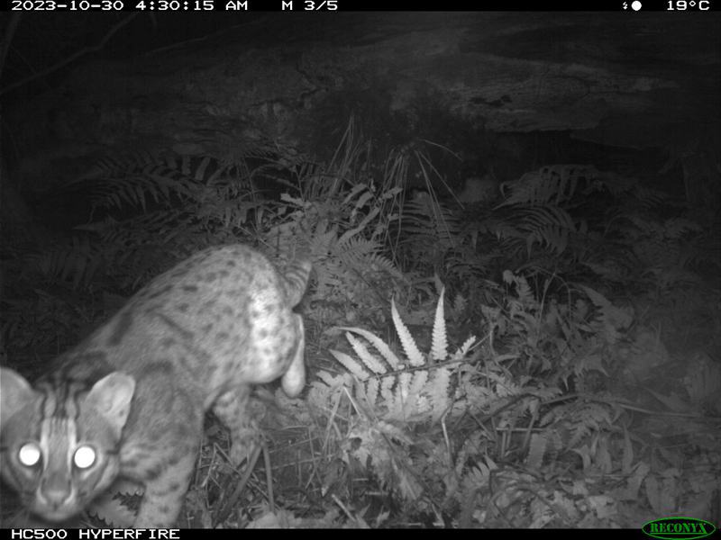 台灣僅存的原生貓科野生動物「石虎」日前在宜蘭山區的大礁溪實驗林場現蹤，在宜蘭至少有30幾年未發現，當時牠雙眼看著自動相機被拍下。圖／宜大提供