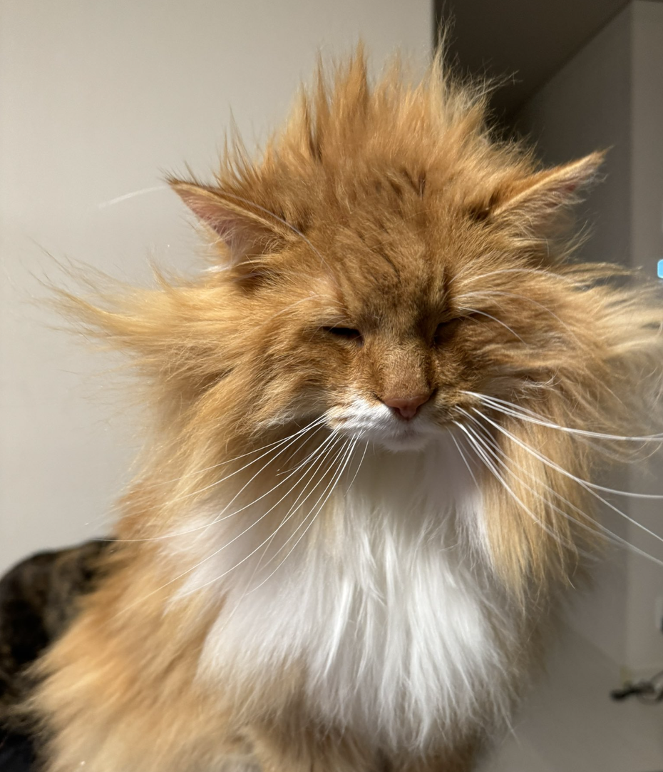 橘色的挪威森林貓「Zen」（ぜん）長長的毛髮就像「超級賽亞人」一般張狂地炸開。（圖／翻攝自推特 @necobokko）