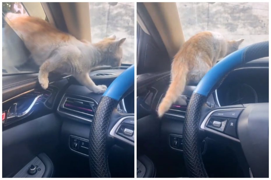 橘貓無視車主還在車上，自己鑽入車內。圖取自抖音
