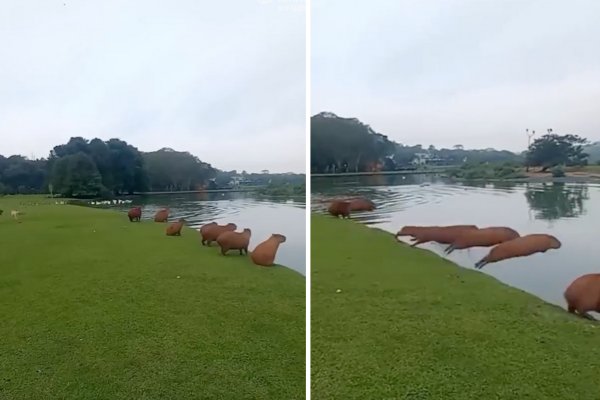 水豚全員飛身跳入水中的畫面讓網友全看呆。圖/翻攝自微博