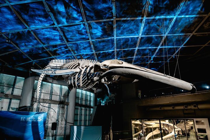 藍鯨骨骼以全長20公尺、63節椎體、1公噸重的身軀，遨遊在世界水域館上方展開「巨鯨之路」。　圖：海生館／提供