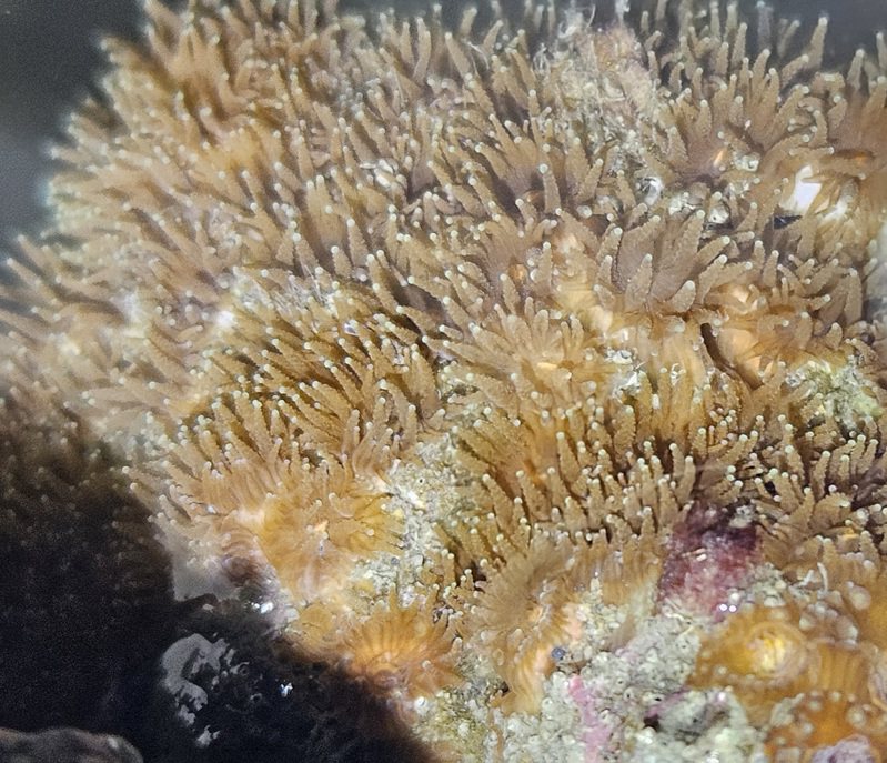 珊瑚在退潮的水裡相當美麗。記者鄭國樑／攝影