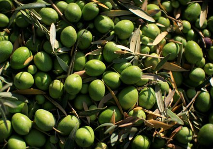 氣候變遷衝擊橄欖生產重鎮希臘，這一年來，橄欖油批發價大漲一倍至每公噸約9,000歐元，合新台幣30萬5,280元。  路透