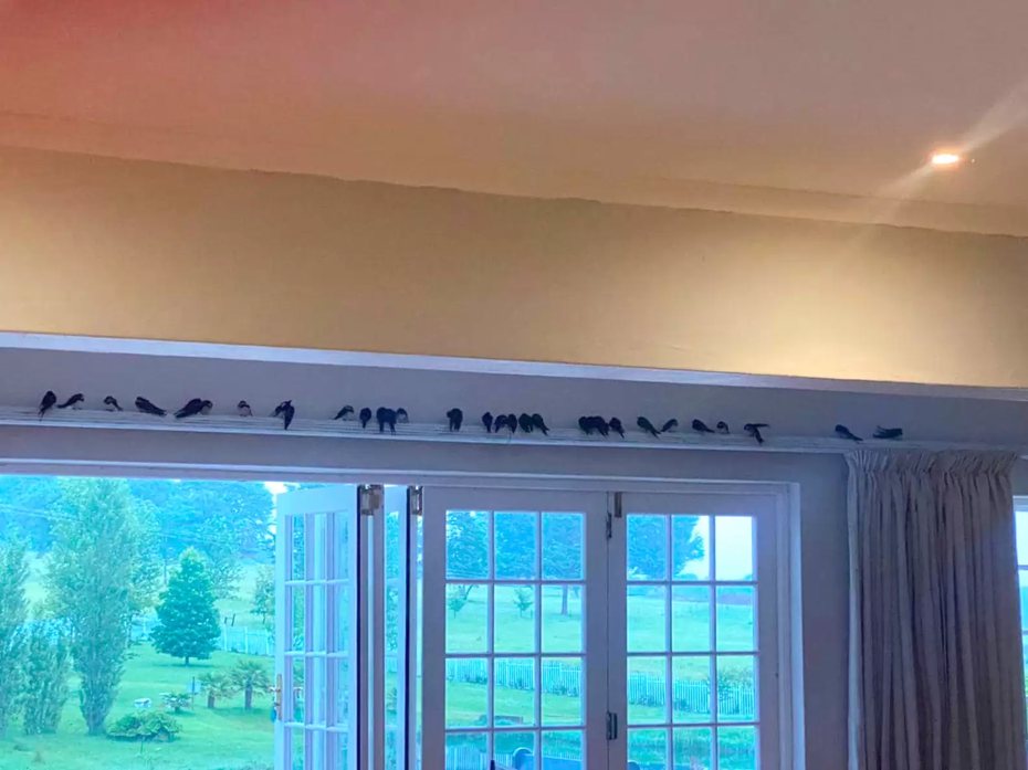一名女子發現傍晚的時候有一大群黑色鳥兒飛進家裡排排站，到了隔天竟然都還在原地，這讓女子感到相當訝異，直呼近60沒見過這種事情，有網友說這些鳥兒飛進家裡是吉兆。 (圖/取自The Dodo)