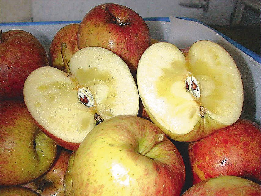 蜜蘋果結蜜是高濃度的天然山梨醇，出現在細胞間質裡，然後因為滲透壓的關係，讓水分滲透到了細胞間質裡。本報資料照片