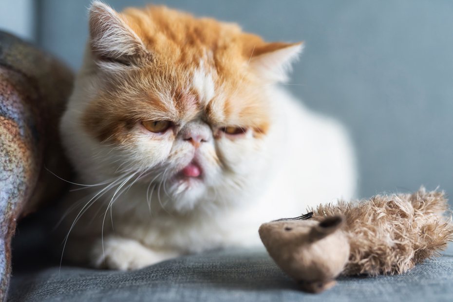 國外一名飼主發現自己養的「素食主義貓」吃掉家中倉鼠。示意圖Ingimage