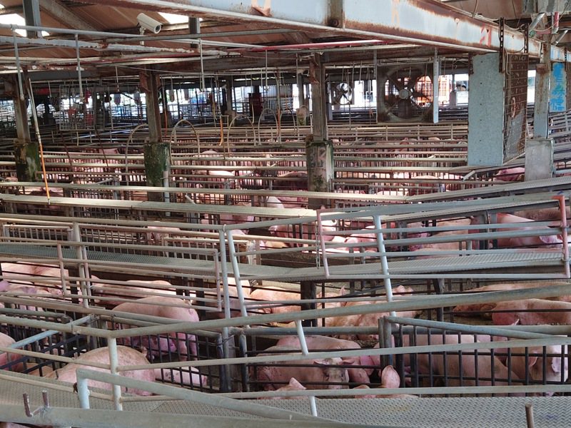 彰化縣肉品市場評估，農曆春節前不會缺豬。記者簡慧珍／攝影