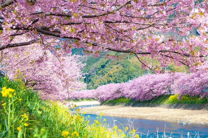 今年河津櫻祭將從2月1日至2月29日展開。　圖：靜岡縣／提供