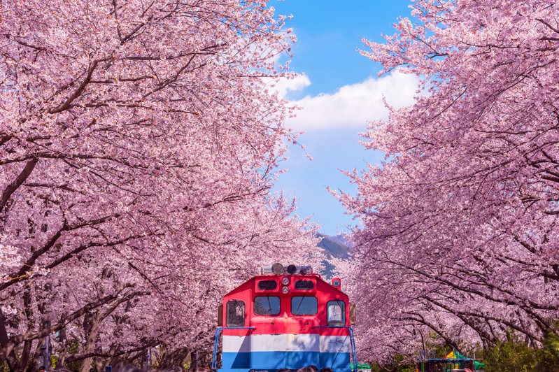AsiaYo精選釜山春日列車團體遊程。圖/AsiaYo提供