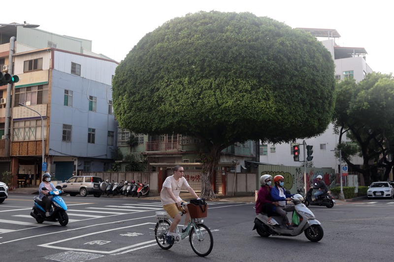 高雄最近出現一顆網路討論度很高的樹木，是位在民生路上巨大的「安全帽樹」，這棵老榕樹外觀看起來就像是一頂巨大的安全帽，許多路過的民眾都會停下腳步拍照打卡。記者劉學聖／攝影