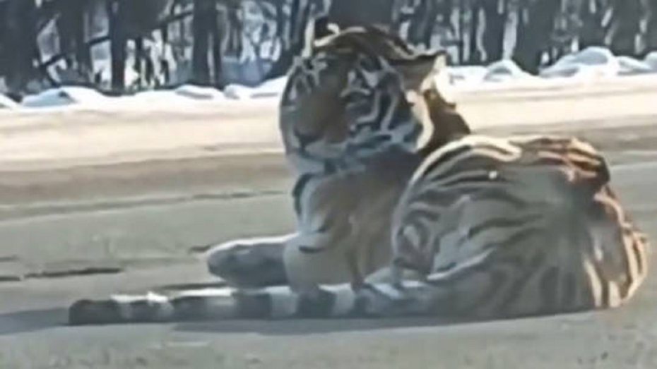 俄羅斯網路近日流傳影片，可見到一隻罕見的東北虎躺在遠東地區一條道路的正中央，但有關機構稱這頭老虎有可能是被車撞。照片翻攝：RT