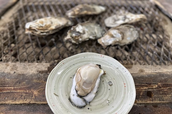 天然產的佐賀縣太良牡蠣每年從11月到隔年3月是肥美好吃的季節。　圖：佐賀縣觀光連盟／提供
