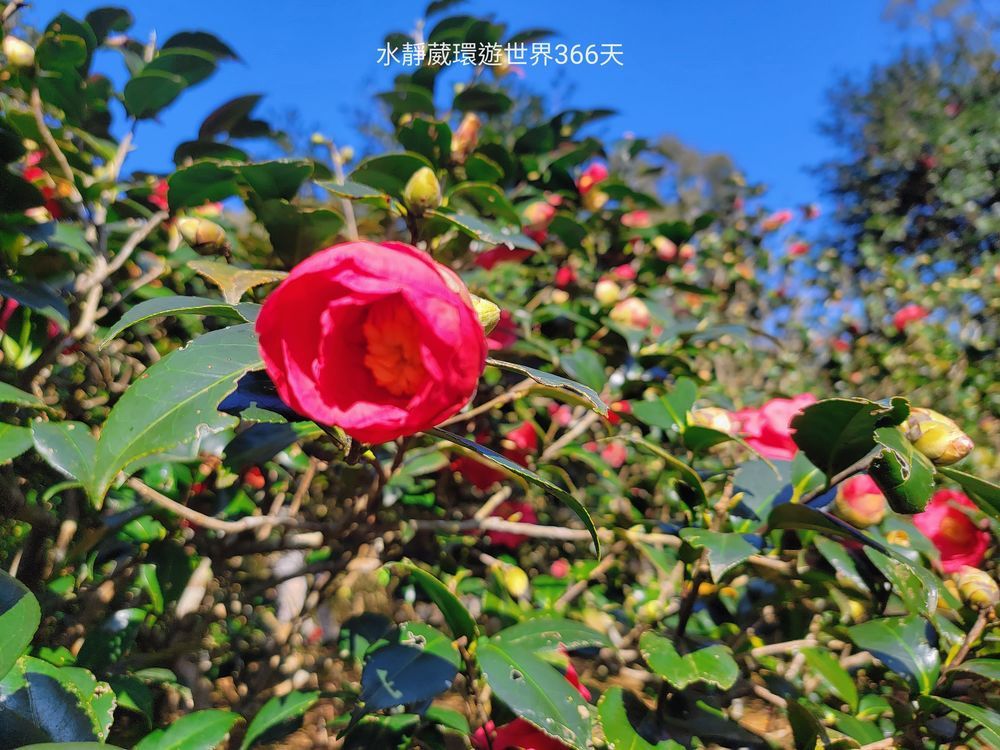 陽明山台北花卉試驗中心茶花區的多品種茶花陸續綻放中。