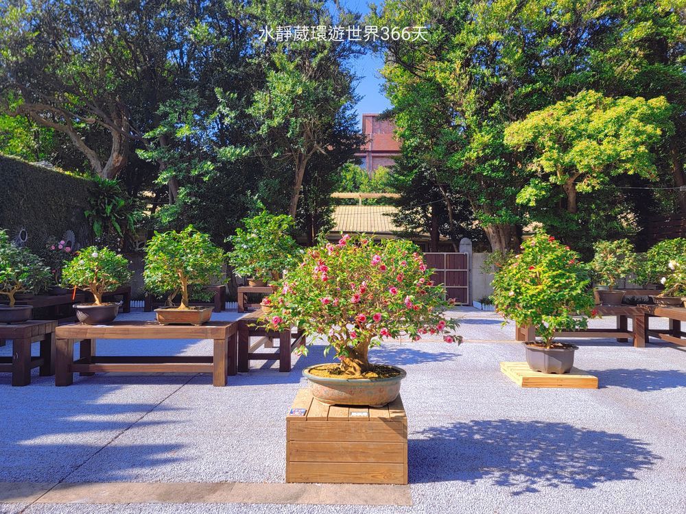 2024台北茶花展特別展出115盆茶花盆栽，為近年來最多的一次。