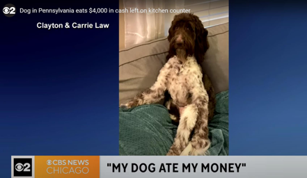 美國賓州一條小狗吃掉主人12萬元現金。取自YouTube