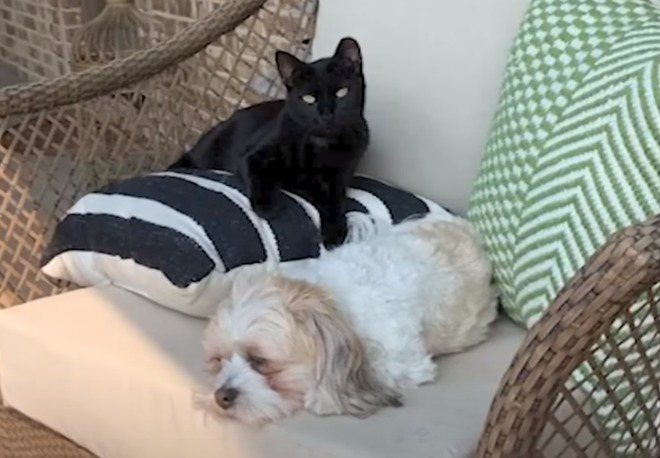 黑貓救了狗狗一命。圖取自YouTube