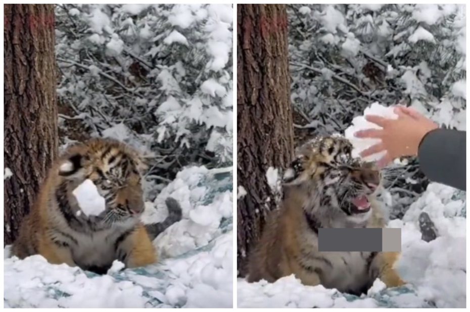 女遊客和小老虎玩打雪仗。圖取自抖音