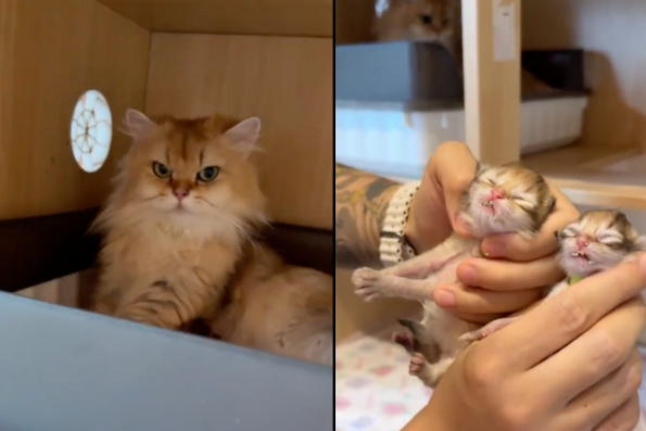 有貓舍主人紀錄下貓媽媽帶孩子帶到一窩小貓嘴巴裡全是貓砂。圖/翻攝自微博
