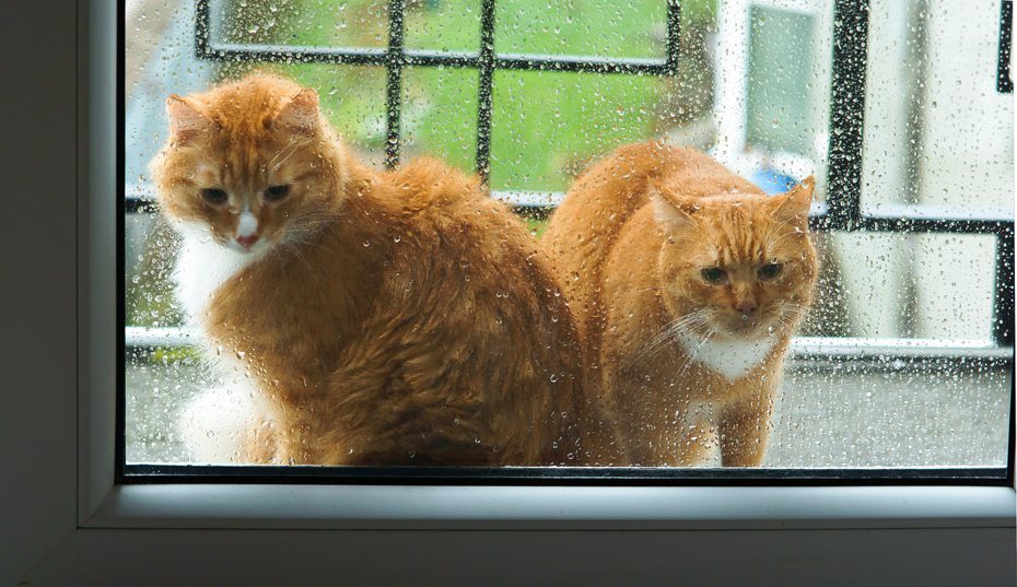 有些貓咪對暴雨/大雷雨很敏感。 ingimage示意圖