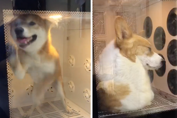 有網友分享寵物店柯基在休息，結果樓下住著一隻超級吵的柴犬。圖/翻攝自微博