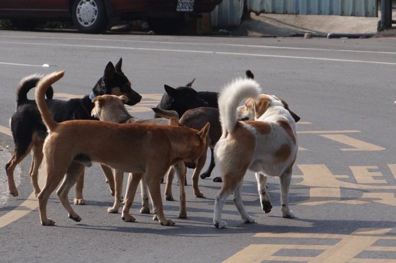 印尼警方日前攔截一輛載有200多隻狗的卡車，這些狗遭到綑綁，嘴和腿都被綁住，且被放入麻布袋裡懸掛在車內。印尼雖不禁止買賣狗肉，但虐待動物仍得面臨刑罰，警方已掌握涉嫌虐狗的5名嫌犯。示意圖／聯合報系資料照