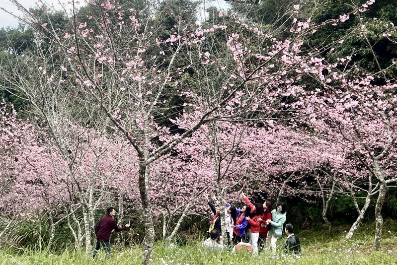 遊客開心在櫻花樹下打卡留影。記者蔡世偉／翻攝