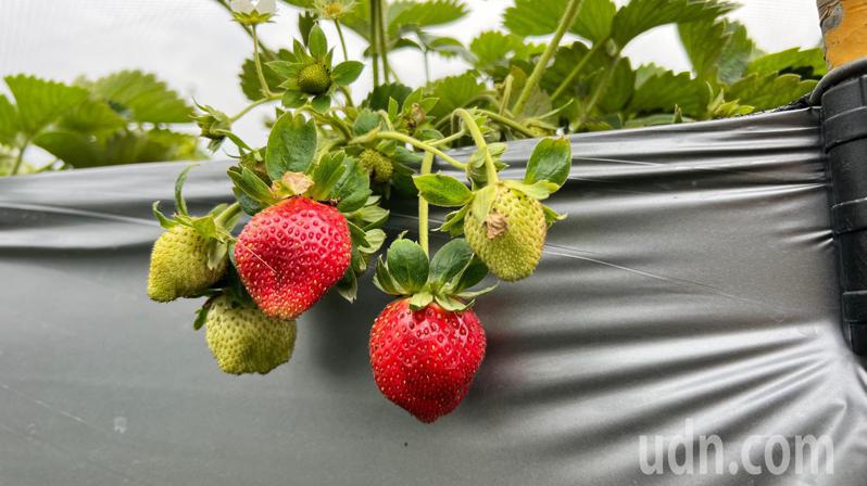 台南善化草莓預計1月下旬產量穩定，善化區公所農曆春節後將舉辦草莓季活動行銷。記者莊曜聰／攝影