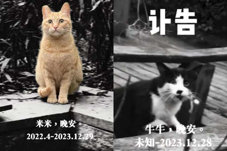 中國大陸一處校園日前發生一連串貓咪離奇死亡的案件，數隻貓咪在短短幾天內疑似中毒身亡。有校友在網路上轉發貓咪的訃聞悼念。圖擷自微博