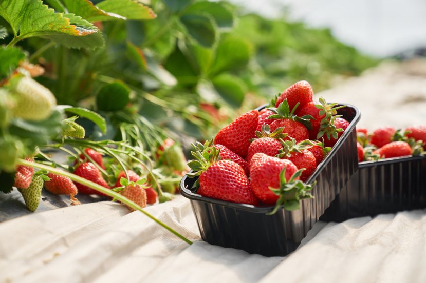 被譽為「水果皇后」的草莓是很多人的最愛，但要如何清洗才乾淨？高敏敏營養師建議3步...
