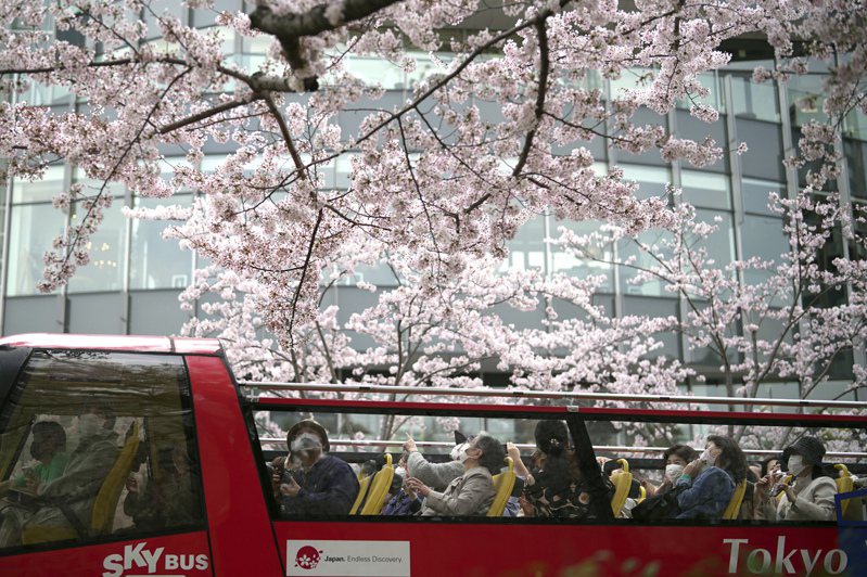 日本櫻花吸引許多海外觀光客到訪觀賞。 美國聯合通訊社