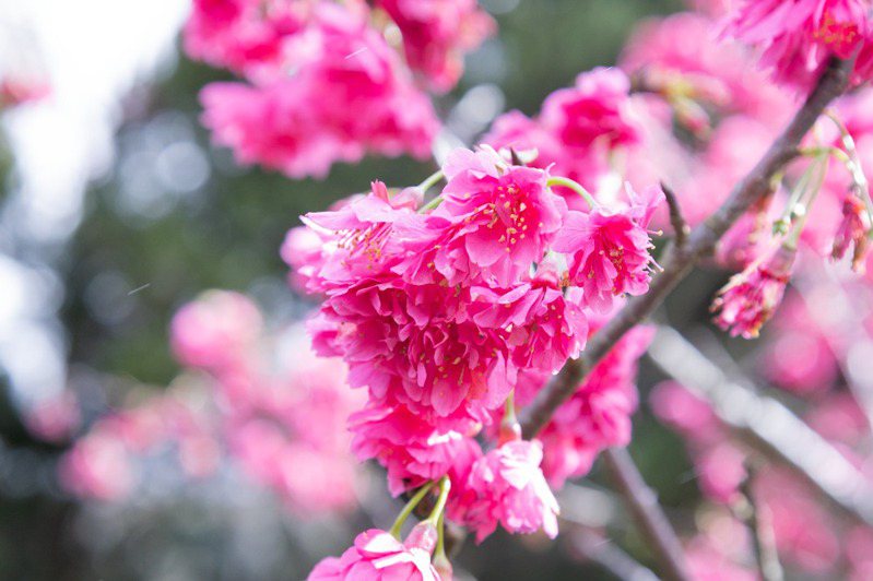 氣象署今天表示，今年全台櫻花花期受到暖冬影響，較往年提早約17至19天，圖為八重櫻。圖／北市公園處提供