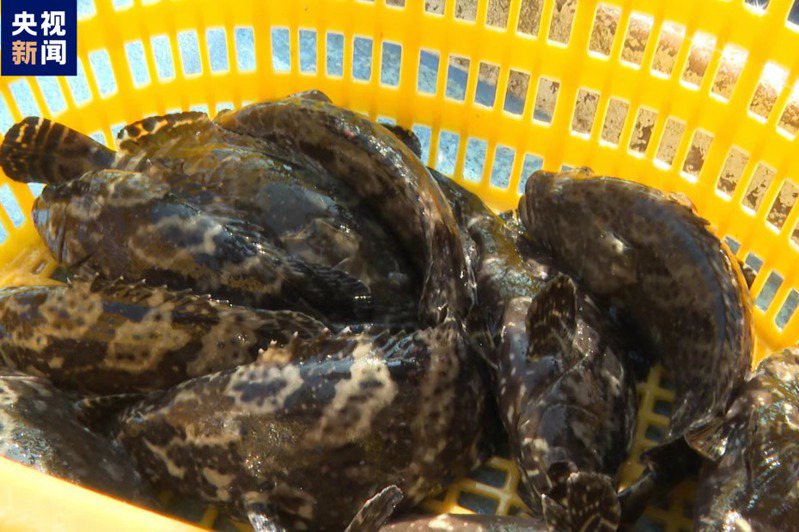 首批大陸恢復進口的台灣石斑魚已經抵達福建。（圖／取自央視新聞）