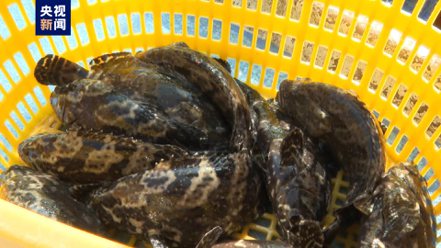 首批大陸恢復進口的台灣石斑魚已經抵達福建。 （圖／取自央視新聞）