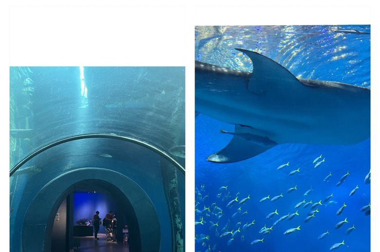 <u>沖繩</u>與澎湖必去景點【<u>沖繩</u>美麗海水族館】與【澎湖水族館】-2023一次收集兩個水族館，海底隧道走幾次都不膩，海島國家一定要有水族館啊!