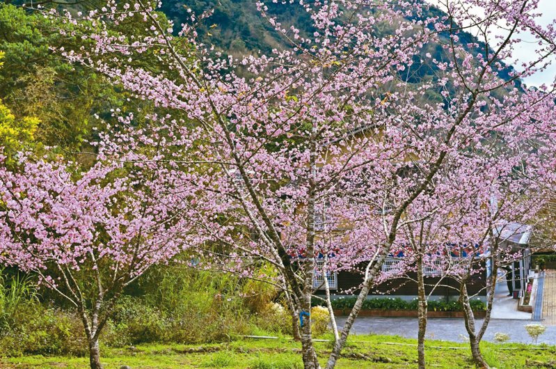 阿里山賞櫻本周推薦最美的河津櫻在阿里山鄉公所至清潔隊路段。圖／漫步在雲端的阿里山提供
