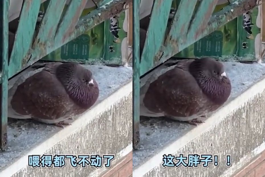 有網友在哈爾濱街道上，捕捉到一個被遊客餵食到胖成球狀的鴿子，引發熱議。圖片來源/微博「西部決策」