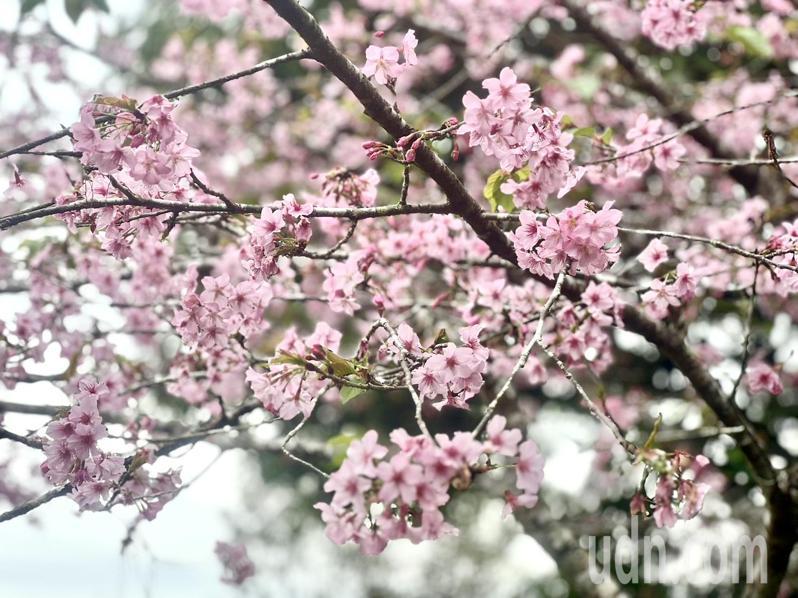 高雄桃源區櫻花盛開，畫面美不勝收。記者蔡世偉／攝影