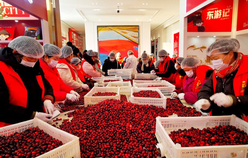 在黑龍江省的蔓越莓種植基地，工作人員在分選蔓越莓鮮果，準備發往廣西南寧。（新華社）