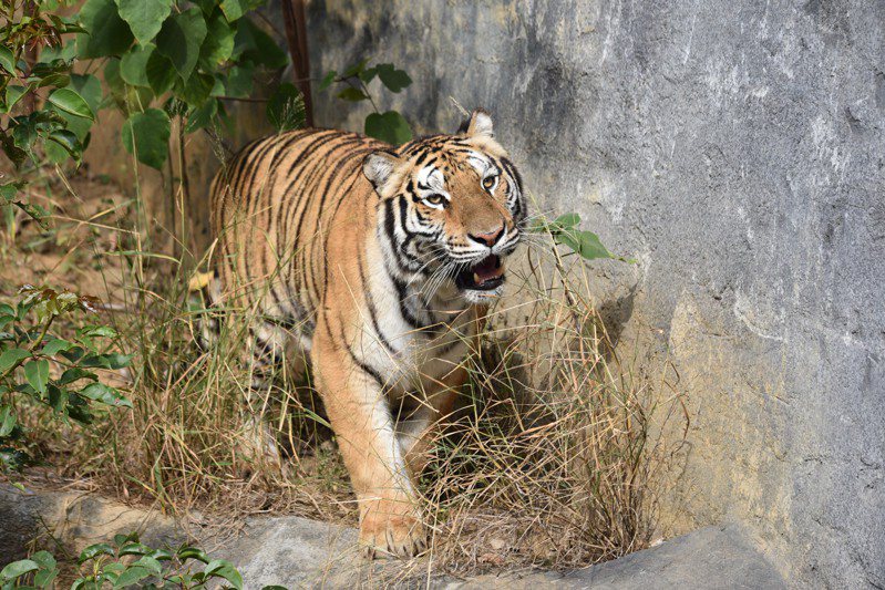 新竹市立動物園向六福村動物園接洽借展一隻孟加拉虎，今天正式來到新竹市立動物園和大小朋友見面。圖／新竹市政府提供