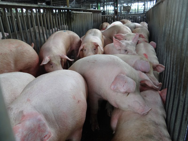 農業部推估，今年1月春節前的毛豬供應，比去年12月增加了6%，毛豬拍賣價格約會落在每公斤平均批發價90元左右，足以供應國人春節所需。本報資料照片