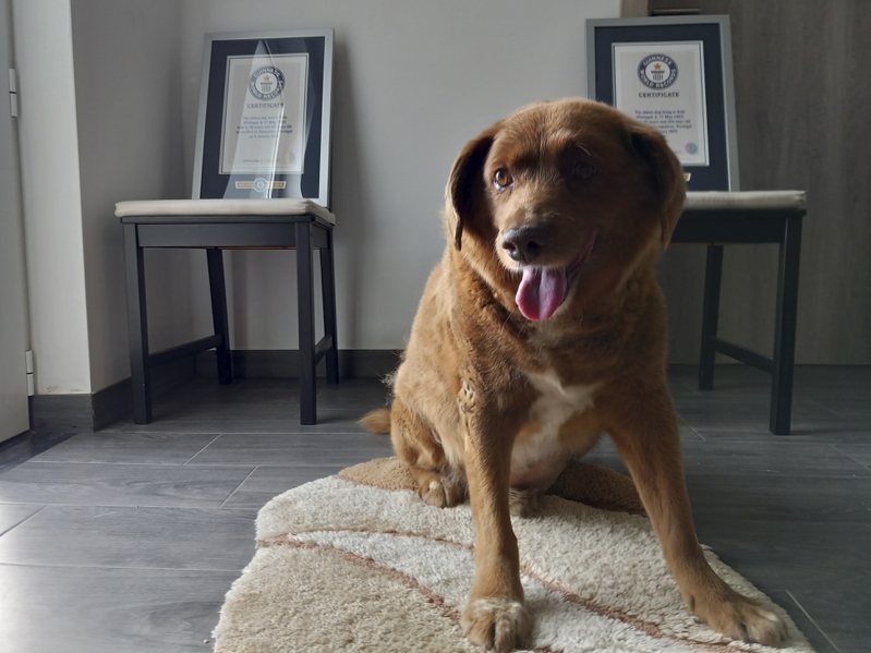 世界最長壽狗狗「波比」活了31歲，遭懷疑年齡造假。美聯社