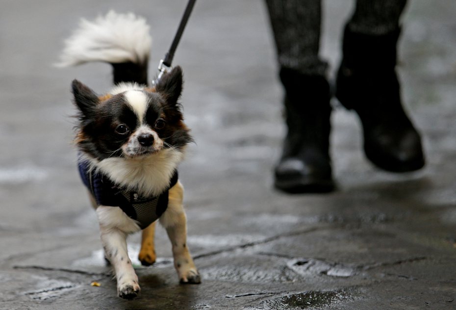 義大利北部波扎諾省為嚴厲打擊遍地狗屎問題，要求全省的狗飼主都必須將狗帶去做DNA檢測，以循「便」逮人。路透