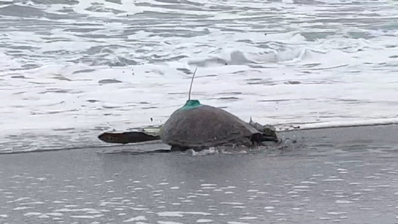 屏東國立海洋生物博物館與台東縣政府合作，今天在卑南鄉杉原海灣野放1隻去年被漁民誤捕的綠蠵龜，野放時也裝置衛星發報器，希望經由追蹤能觀察牠們的棲息和移動路線，進行更多探討。記者尤聰光／攝影