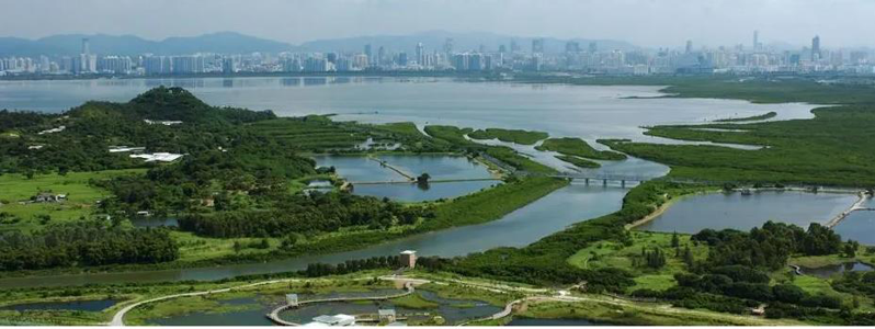 香港北部地區濕地有近80公頃土地遭到破壞。圖為香港濕地（非破壞現場）。（百度）