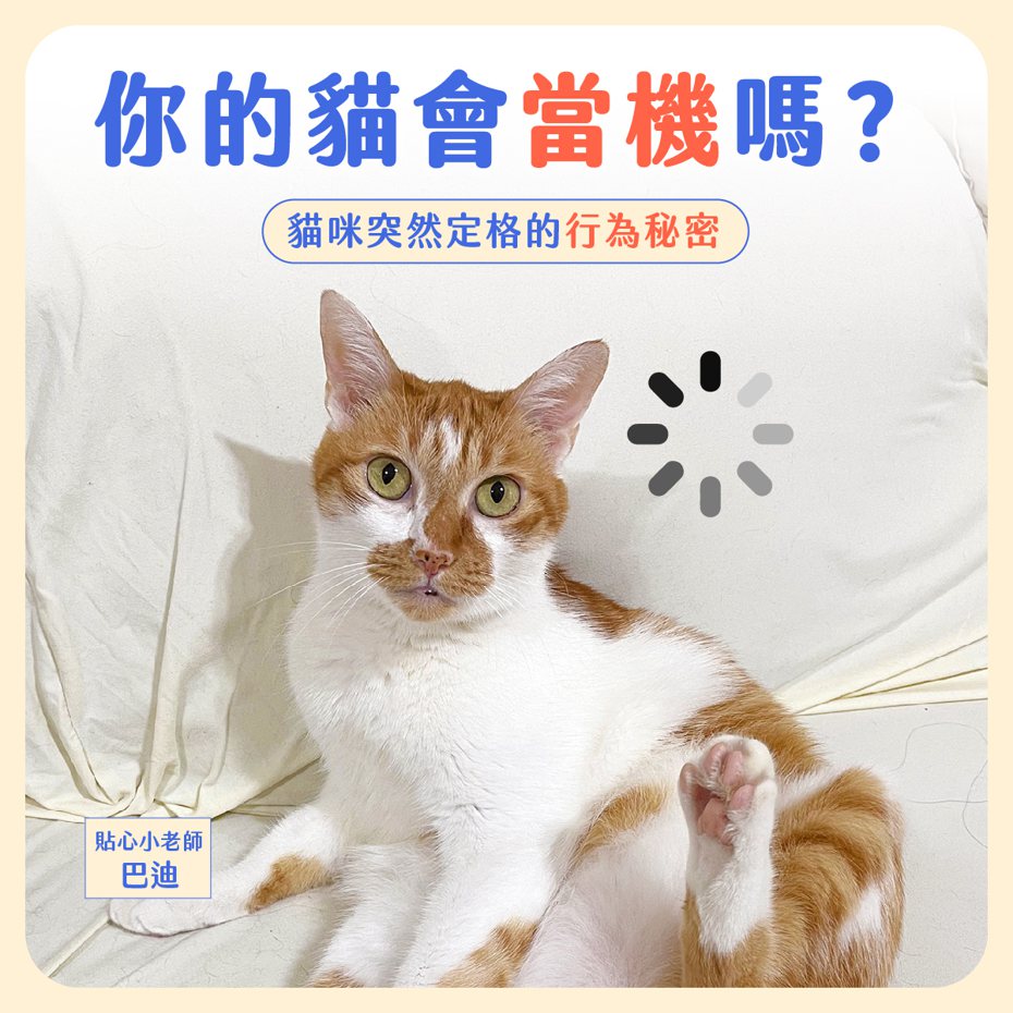(圖／貼心毛寶- 貓行為諮商與訓練 Pet Buddy授權提供，未經同意請勿任意轉載)